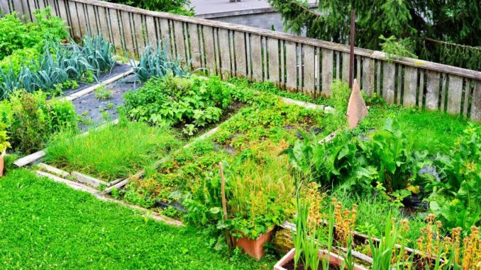 Kebun Sayur