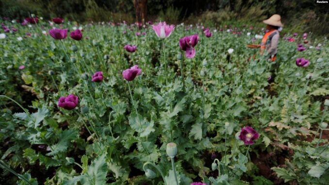 Opium Myanmar