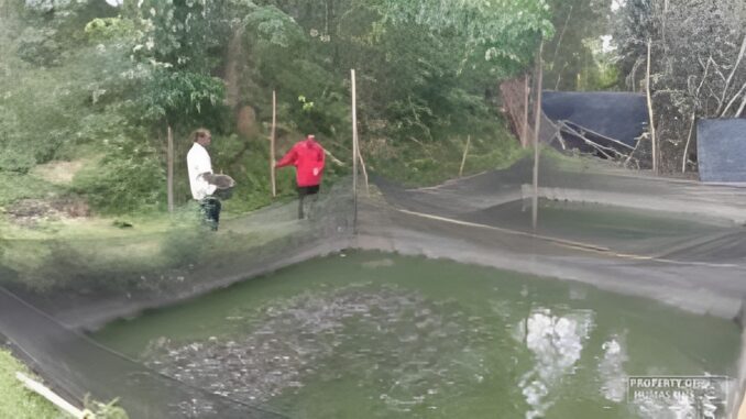 Pakan ikan UNS