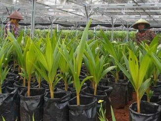 Pusat Nursery Perkebunan Kelapa Genjah di Batang