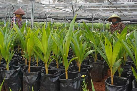 Pusat Nursery Perkebunan Kelapa Genjah di Batang