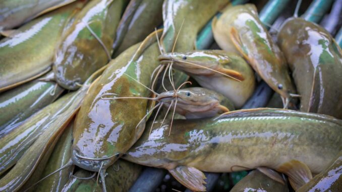 Ikan Lele Mencegah Stunting