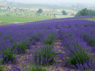 Kebun Lavender arab saudi