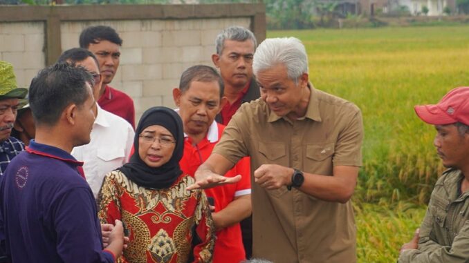 Panen Raya Batang