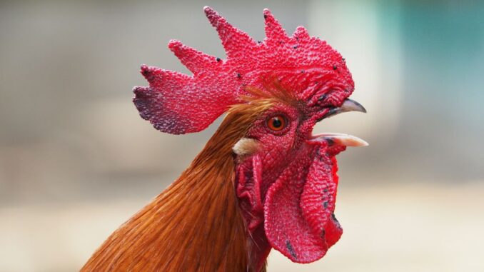 Ayam Berkokok