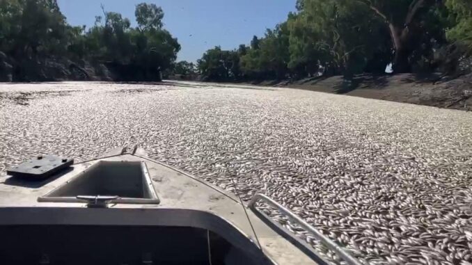Jutaan Ikan Mati Australia