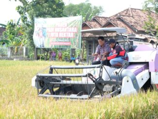 Padi Klaten