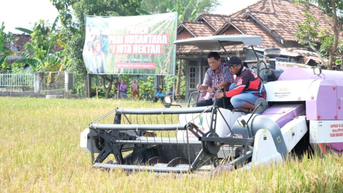 Padi Klaten