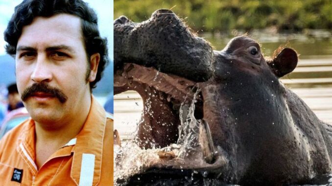 kuda nil Pablo Escobar