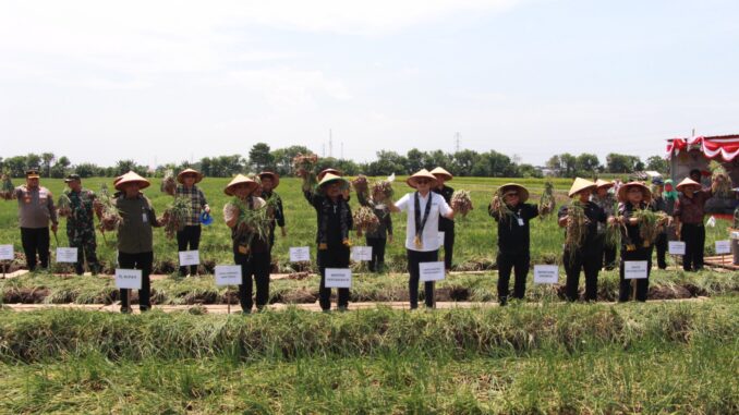 bawang brebes Panen Bawang Merah