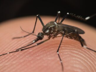 Aedes Aegypti