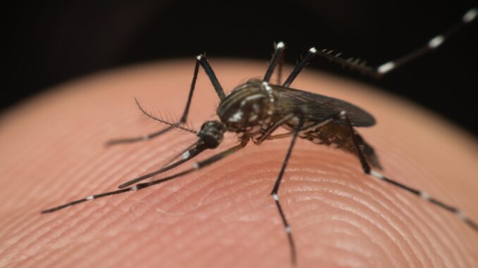 Aedes Aegypti