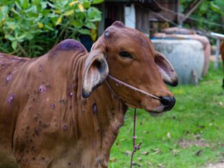 penyakit Lato-Lato sapi