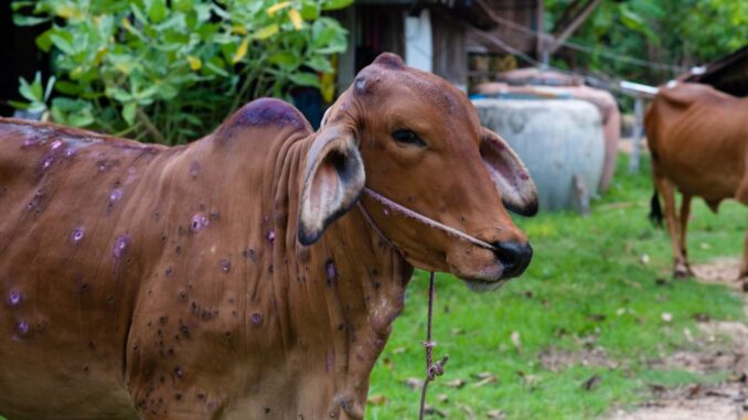 penyakit Lato-Lato sapi