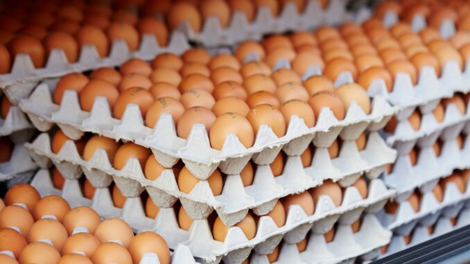 Harga Telur Semarang