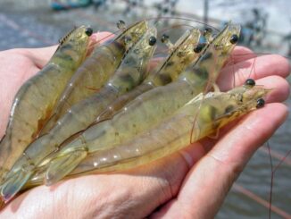 Tambak Udang Karimunjawa