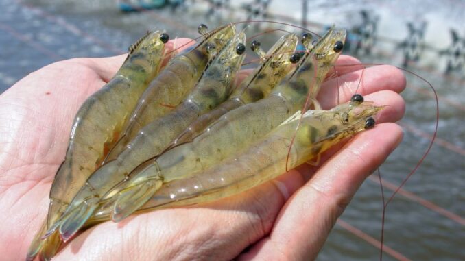 Tambak Udang Karimunjawa