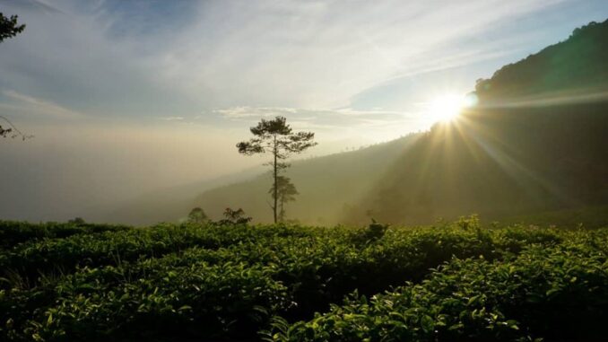 Ngadem Kebun Teh Medini Ngadem Kebun Teh Medini