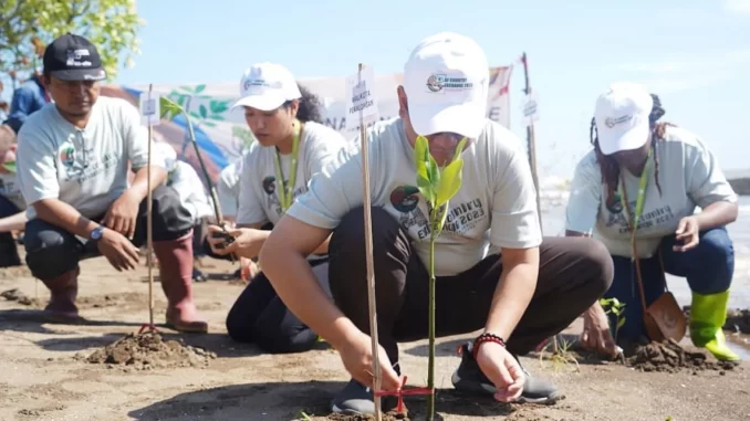 Bibit Mangrove Pekalongan
