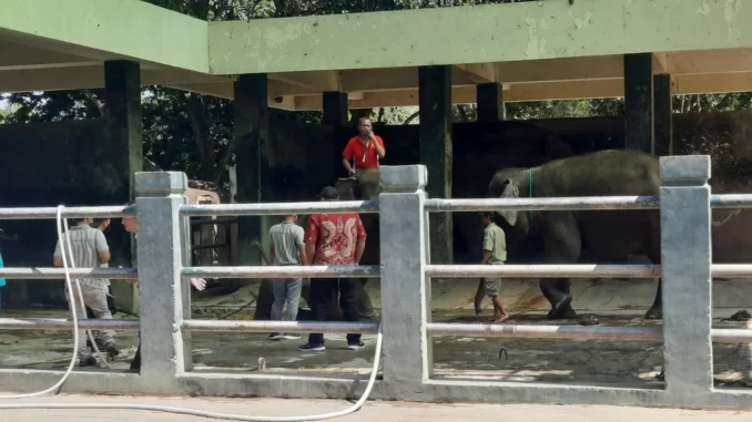 Bona Zela Semarang Zoo