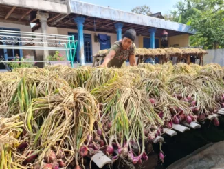 Pupuk Organik Bawang 1