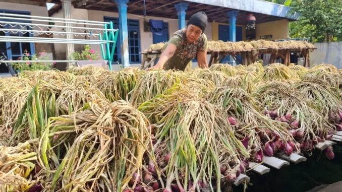 Pupuk Organik Bawang 1 Pupuk Organik Bawang 1