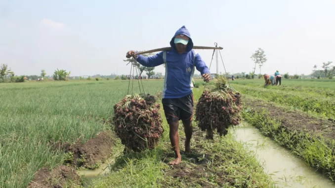 Pupuk Organik Bawang