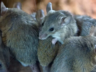 Tikus Paris