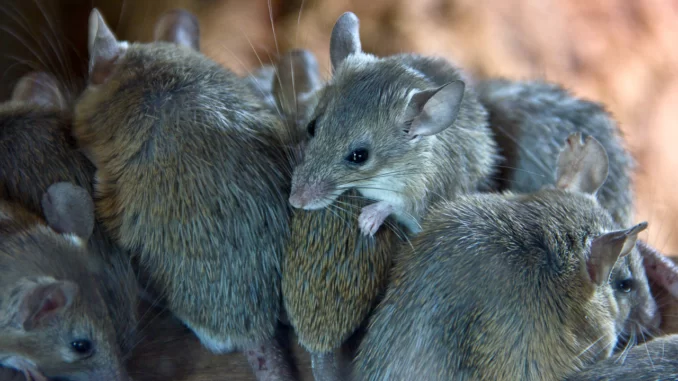 Tikus Paris