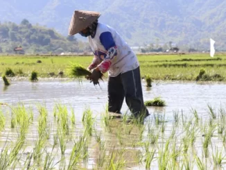 1.000 hektar tanaman padi setiap daerah