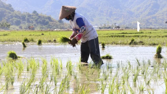 1.000 hektar tanaman padi setiap daerah