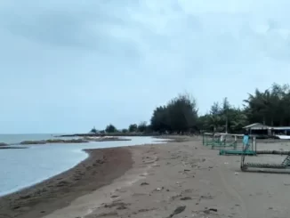 Cemara Pantai Sigandu
