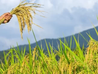 El Nino Harga Beras Naik