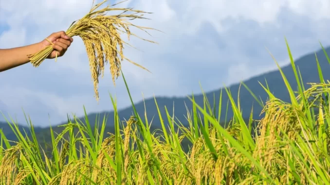 El Nino Harga Beras Naik