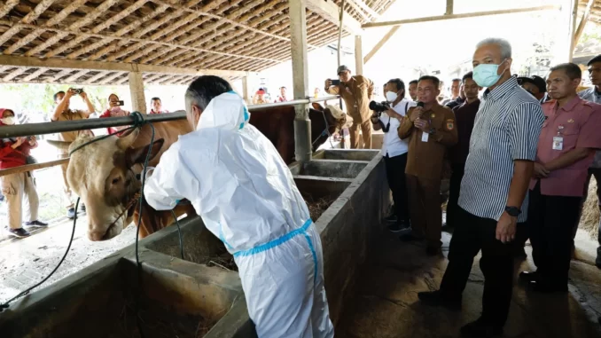 Ganjar Pranowo saat melihat vaksinasi Antraks terhadap ternak di Desa Karanganyar, Kecamatan Weru, Kabupaten Sukoharjo, Selasa (11/7/2023).