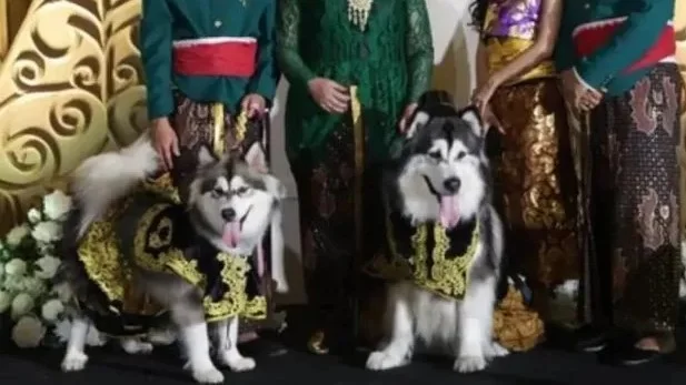 Jojo dan Luna Anjing Pakaian Adat Jawa