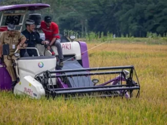 Menteri Pertanian RI Syahrul Yasin Limpo melakukan panen padi di lahan milik Kelompok Tani Panggodi Tani, Dusun Krasak Desa Boto, Bancak, Kabupaten Semarang, Senin (27/2/2023)
