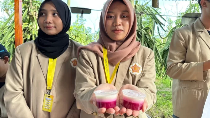 puding buah naga puding buah naga