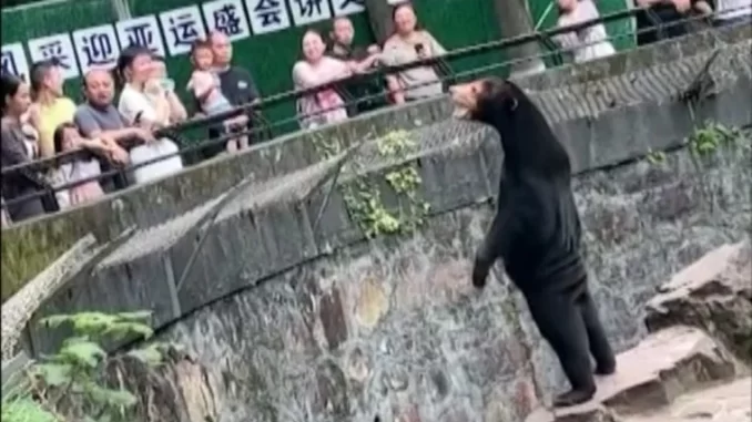 Beruang Viral China Beruang Viral China