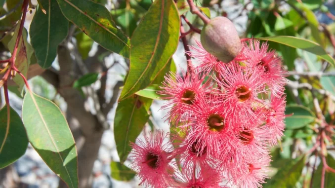 Dwarf Flowering Gum