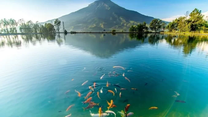 Wisata Sindoro Sumbing