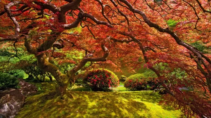 Japanese Maple