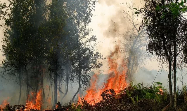 Kebakaran Lahan Jateng