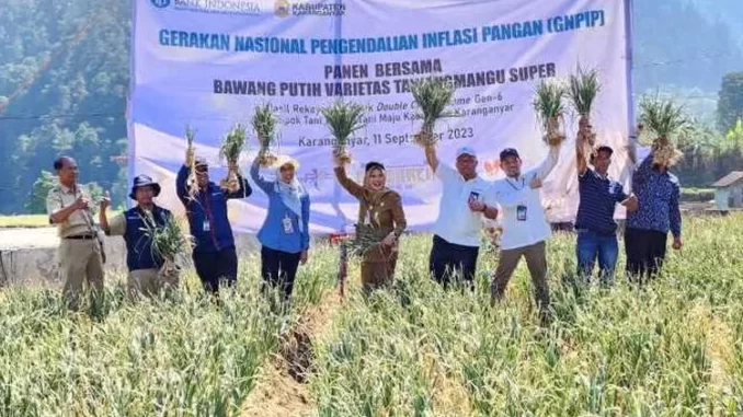 Bawang Putih Solo bawang putih varietas unggul