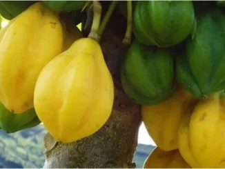 Carica Pubescens Dieng