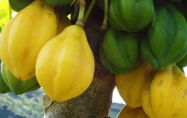 Carica Pubescens Dieng