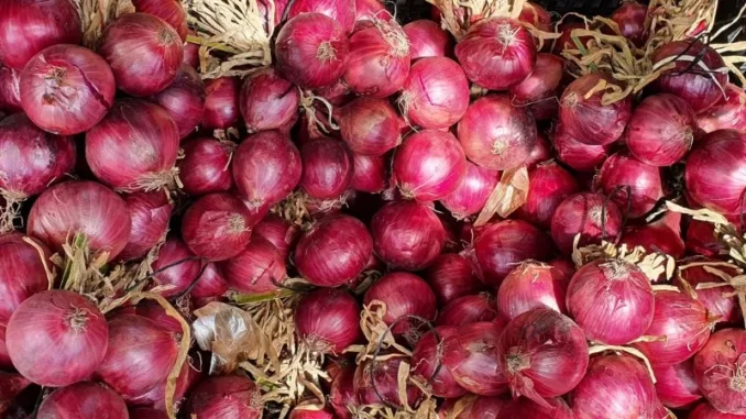 Harga Bawang Merah ABMI