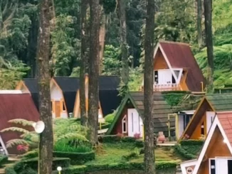 Limpakuwus Hutan Pinus
