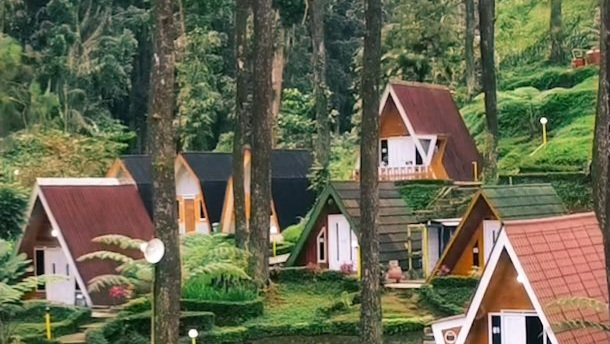 Limpakuwus Hutan Pinus