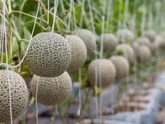 Budidaya Melon Semarang